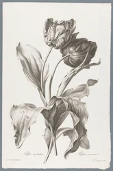 tulip Tulipán zahradní / Tulipa gesneriana L. (název na objektu) Květiny čerpané z přírody (...) (název série)