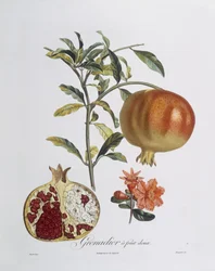 Granátové jablko (Punica granatum) ryté Henry Louis Duhamel du Monceau (barevná rytina)
