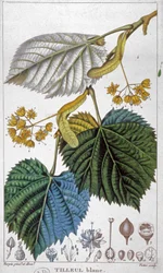 Bílá lípa, cca 1850 (rytina)