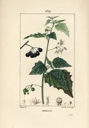 Lilek černý, psí zabiják nebo vlčí hrozen - Lilek černý, Solanum nigrum. Ručně kolorovaná tečkovaná mědirytina Lamberta Juniora podle kresby Pierra Jean-Françoise Turpina z „La Flore Médicale“ Chaumetona, Poireta a Chambereta, Paříž