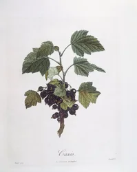 Černý rybíz (Ribes nigrum) nebo černý rybíz Noir de Bourgogne Henry Louis Duhamel du Monceau, botanická deska Pierre Jean Francois Turpin