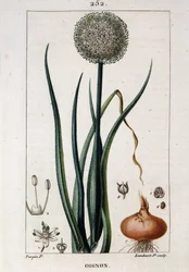 Botanická deska cibule - in „“ Flora médicale““ od Chaumeton Chamberet et Poiret. Malovali E. Penckroute a J. F. Turpin. Ed. Penckroute. Paříž