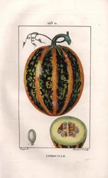 Botanická: dýně - Dýně, semena a řez ovocem, dýně, Cucurbita pepo. Ručně kolorovaná tečkovaná mědirytina od Lamberta z kresby Pierra Jean-Francoise Turpina z Chaumeton, Poiret et Chamberet „La Flore Medicale,“ Paris,