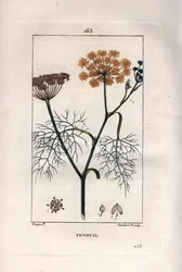 Botanika: Fenykl, fenykl, Foeniculum vulgare. Ručně kolorovaná tečkovaná mědirytina od Lamberta z kresby Pierra Jean-Francoise Turpina z Chaumeton, Poiret et Chamberet „La Flore Medicale,“ Paris, Panckoucke