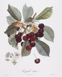 Třešeň (Prunus avium), Henry Louis Duhamel du Monceau, botanická deska Pierre Jean Francois Turpin