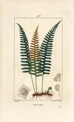Mnohonožec obecný - Kapradina mnohonožka, Polypodium vulgare, s listem, semenem a kořenem. Ručně kolorovaná tečkovaná mědirytina od Lamberta Juniora z kresby Pierra Jean-Francoise Turpina z Chaumeton, Poiret a Chamberet