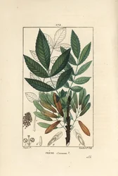 Jasan ztepilý nebo jasan ztepilý - jasan, Fraxinus excelsior, ukazuje větev, listy, semena a listy v obrysu. Ručně kolorovaná tečkovaná mědirytina od Lamberta Juniora z kresby Pierra Jean-Francoise Turpina z Chaumeton, Poiret et Chamberetův „“