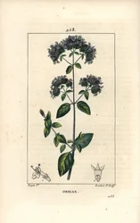 Oregano obecné, nazývané také divoká majoránka - Oregano nebo divoká majoránka, Origanum vulgare, s květem, listem, stonkem a semenem. Ručně kolorovaná tečkovaná mědirytina od Lamberta Juniora z kresby Pierra Jean-Francoise Turpina z Chaumeton, Poiret a