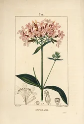 Mydlice obecná, Saponaria officinalis, s květem, listem, stonkem a semenem. Ručně kolorovaná tečkovaná mědirytina od Lamberta Juniora z kresby Pierra Jean-Francoise Turpina z Chaumeton, Poiret a Chamberet