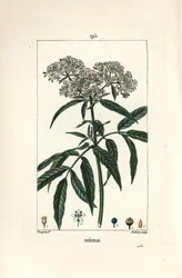 Bez zakrslý - Bez zakrslý, Sambucus humilis. Ručně kolorovaná tečkovaná mědirytina od Lamberta Juniora z kresby Pierra Jean-Francoise Turpina z Chaumeton, Poiret a Chamberet