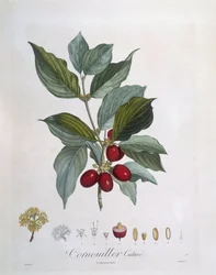 Cornel mas (Cornus mas), Henry Louis Duhamel du Monceau, botanická deska Pierre Jean Francois Turpin