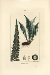 Fergere samec - Samčí kapradina štítová, Dryopteris filix-mas. Ručně kolorovaná tečkovaná mědirytina od Lamberta Juniora z kresby Pierra Jean-Francoise Turpina z Chaumeton, Poiret et Chamberet „La Flore Medicale,“ Paris, Panckoucke