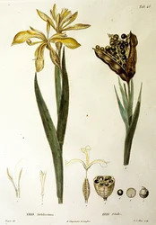 Fetid Iris, rytina L. J. Allaise (ručně kolorovaná rytina)