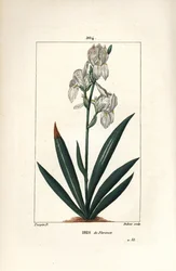 Iris florentský, Iris florentský - Iris florentský, Iris florentina, květ a list. Ručně kolorovaná tečkovaná mědirytina od Duboise z kresby Pierra Jean-Francoise Turpina z Chaumeton, Poiret a Chamberet