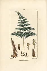 Fougere Aigle ou Grande Fougere - Samice kapradiny nebo kapradiny, Pteridium aquilinum. Ručně kolorovaná tečkovaná mědirytina od Lamberta Juniora z kresby Pierra Jean-Francoise Turpina z Chaumeton, Poiret et Chamberet „La Flore Medicale,“ Paris, P