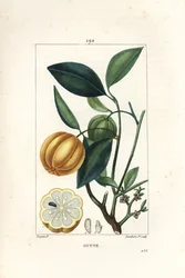 Garcinia gummi gutta nebo Malabar Tamarinier, Gambooge, Brindall Bay - strom Gum guttae, Cambogia gutta, s ovocem, listem, květem a ovocem v řezu. Ručně kolorovaná tečkovaná mědirytina od Lamberta Juniora z kresby Pierra Jean-Francoise Turpina