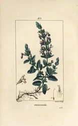 Germandree dub petit - Germander, Teucrium chamaedrys. Ručně kolorovaná tečkovaná mědirytina od Lamberta Juniora z kresby Pierra Jean-Francoise Turpina z Chaumeton, Poiret a Chamberet