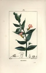Gratiole officinale, neboli Gratiola de dieu, Grace au chudák, Petite digitale - yzop ze živého plotu, Gratiola officinalis. Ručně kolorovaná tečkovaná mědirytina od Lamberta Juniora z kresby Pierra Jean-Francoise Turpina z Chaumeton, Poiret a Chamberet