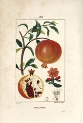 Grenadier - Granátovníkový strom, Punica granatum, s listem, květem, ovocem a řezem ovocem se semeny. Ručně kolorovaná tečkovaná mědirytina od Lamberta Juniora z kresby Pierra Jean-Francoise Turpina z Chaumeton, Poiret a Chamberet