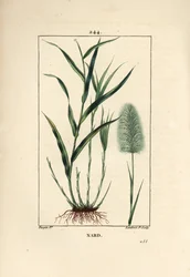 Indický nard, označuje, kořenář - Spikenard, Andropogon nardus, s listem, kořenem a květem. Ručně kolorovaná tečkovaná mědirytina od Lamberta Juniora z kresby Pierra Jean-Francoise Turpina z Chaumeton, Poiret a Chamberet
