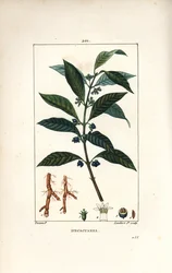 Ipeca nebo Ipecacuana - Ipecacuanha, Psychotria emetica, s listem, květem a kořenem. Ručně kolorovaná tečkovaná mědirytina od Lamberta Juniora z kresby Pierra Jean-Francoise Turpina z Chaumeton, Poiret a Chamberetova „“La Flore Medicale,”” Par