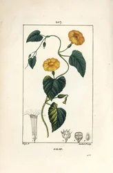 Jalap, Convolvulus jalappa. Ručně kolorovaná tečkovaná mědirytina od Lamberta Juniora z kresby Pierra Jean-Francoise Turpina z Chaumeton, Poiret a Chamberet