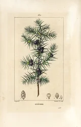 Jalovec strom, Juniperus vulgaris, ukazující list, bobule a stonek. Ručně kolorovaná tečkovaná mědirytina od Lamberta Juniora z kresby Pierra Jean-Francoise Turpina z Chaumeton, Poiret a Chamberet