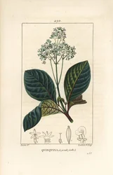 Ladenbergia oblongifolia (Cinchona magnifolia), s květem, větví, listem a semenem. Ručně kolorovaná tečkovaná mědirytina od Lamberta Juniora z kresby Pierra Jean-Francoise Turpina z Chaumetonovy, Poiretovy a Chamberetovy „“La Flore Medicale,”” Pa