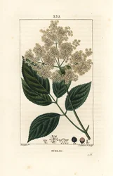 Velký bez nebo černý bez - Bez obecný, Sambucus nigra. Ručně kolorovaná tečkovaná mědirytina od Lamberta Juniora z kresby Pierra Jean-Francoise Turpina z Chaumeton, Poiret a Chamberet