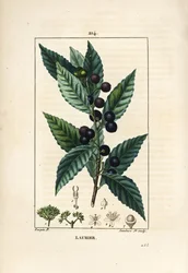 Vavřínový strom, Laurus nobilis, s listy, bobulemi a semeny. Ručně kolorovaná tečkovaná mědirytina od Lamberta Juniora z kresby Pierra Jean-Francoise Turpina z Chaumeton, Poiret a Chamberet