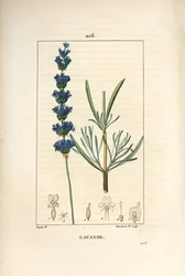 Levandulový aspik - Levandule, Lavendula spica. Ručně kolorovaná tečkovaná mědirytina od Lamberta Juniora z kresby Pierra Jean-Francoise Turpina z Chaumeton, Poiret a Chamberet