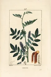 Lékořice nebo lékořice, Glycyrrhiza glabra, s květem, listem, kůrou, dřevitou větví a semenem. Ručně kolorovaná tečkovaná mědirytina od Lamberta Juniora z kresby Pierra Jean-Francoise Turpina z Chaumeton, Poiret a Chamberet