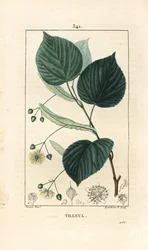 Lípa nebo lípa, Tilia europea, s listem, větví, květem a semenem. Ručně kolorovaná tečkovaná mědirytina od Lamberta Juniora z kresby Pierra Jean-Francoise Turpina z Chaumeton, Poiret a Chamberet