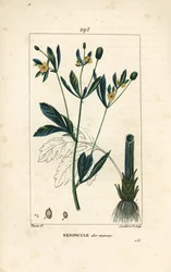 Caltha bahenní, bahenní populace nebo měsíček vodní - Měsíček bahenní nebo vrana bahenní, Caltha palustris (Ranunculus palustris), s květem, listem, stonkem, kořenem a semenem. Ručně kolorovaná tečkovaná mědirytina od Lamberta Juniora z kresby Pierra Jea