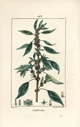 Parietaire officinale (neboli Perce wallaille, Casse pierre, Espargoule, Gamberoussette) - Wall pellitory, Parietaria officinalis, se stopkou, listem, květem a semenem. Ručně kolorovaná tečkovaná mědirytina od Lamberta Juniora z kresby Pierra Jean-Fra