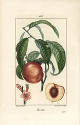 Pecher - broskvoň, Amygdalus persica, s květem, listem, stopkou, zralým ovocem a ovocem v řezu se semeny. Ručně kolorovaná tečkovaná mědirytina od Lamberta Juniora z kresby Pierra Jean-Francoise Turpina z Chaumeton, Poiret a Chamberet