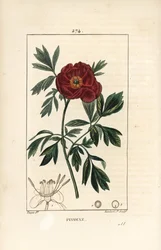 Pivoňka lékařská - Pivoňka lékařská, Paeonia officinalis, s květem, listem a obrysem částí květů. Ručně kolorovaná tečkovaná mědirytina od Lamberta Juniora z kresby Pierra Jean-Francoise Turpina z Chaumetonovy, Poiretovy a Chamberetovy „“ La F