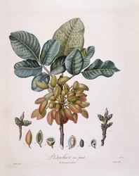 Pistácie (Pistacia vera), Henry Louis Duhamel du Monceau, botanická deska Pierre Jean Francois Turpin