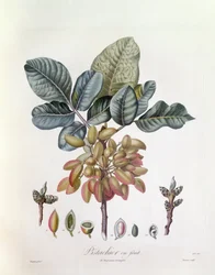 Pistácie (Pistacia vera), Henry Louis Duhamel du Monceau, botanická deska Pierre Jean Francois Turpin