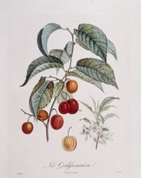 Švestka "La Galifsonniere" Henry Louis Duhamel du Monceau, botanická deska od Pierre Jean Francois Turpin