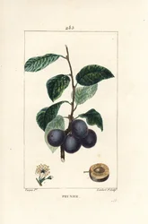 Švestka - Švestka nebo slivoň, Prunus domestica, s ovocem, listem, květem, větví a zralým ovocem v řezu. Ručně kolorovaná tečkovaná mědirytina od Lamberta Juniora z kresby Pierra Jean-Francoise Turpina z Chaumetona, Poireta a Chambereta „“ L