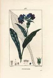 Plicník lékařský - Plicník lékařský, Pulmonaria officinalis, s obrysem květu, listu, stonku a listu. Ručně kolorovaná tečkovaná mědirytina od Lamberta Juniora z kresby Pierra Jean-Francoise Turpina z Chaumetonovy, Poiretovy a Chamberetovy „“ La