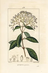 Quinquina - Chinin nebo peruánský kůrový strom, Cinchona officinalis, s květem, větví, listem a semenem. Ručně kolorovaná tečkovaná mědirytina od Lamberta Juniora z kresby Pierra Jean-Francoise Turpina z Chaumetonovy, Poiretovy a Chamberetovy „“ La Flo