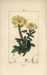Rhododendron geant - Rosebay, Hymenanthes maxima (Rhododendron maximum), s květem, trnitým stonkem, listem a semenem. Ručně kolorovaná tečkovaná mědirytina od Lamberta Juniora z kresby Pierra Jean-Francoise Turpina z Chaumeton, Poiret a Chambere