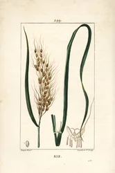 Rýže - Rýže, Oryza sativa, s listem, semenem a stonkem. Ručně kolorovaná tečkovaná mědirytina od Lamberta Juniora z kresby Pierra Jean-Francoise Turpina z Chaumeton, Poiret a Chamberet