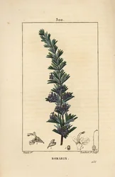 Rozmarýn - Rozmarýn, Rosmarinus officinalis, s květem, listem a stonkem. Ručně kolorovaná tečkovaná mědirytina od Lamberta Juniora z kresby Pierra Jean-Francoise Turpina z Chaumeton, Poiret a Chamberet