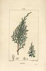 Sabine jalovec, Juniperus sabina, s bobulemi, listy, stopkou a semenem. Ručně kolorovaná tečkovaná mědirytina od Lamberta Juniora z kresby Pierra Jean-Francoise Turpina z Chaumeton, Poiret a Chamberet