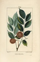 Sang dragon (sandragon), mangle medaille, paletuvier nebo mandl rivière - Dragonsblood nebo paduak tree, Pterocarpus officinalis (Pterocarpus draco), s listem, ovocem a semenem. Zranitelný. Ručně kolorovaná tečkovaná mědirytina od Lamberta Juniora od dr