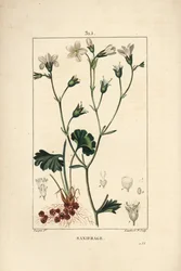 Saxifrage granulee nebo Saxifrage a bulbbles - Lomikámen luční, Saxifraga granulata, s květem, listem, stopkou a kořenem. Ručně kolorovaná tečkovaná mědirytina od Lamberta Juniora z kresby Pierra Jean-Francoise Turpina z Chaumeton, Poiret a Cha