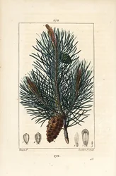 Borovice lesní - Divoká borovice nebo borovice lesní, Pinus sylvestris, s větví, jehlou a šiškou. Ručně kolorovaná tečkovaná mědirytina od Lamberta Juniora z kresby Pierra Jean-Francoise Turpina z Chaumetonovy, Poiretovy a Chamberetovy „“ La Flore M